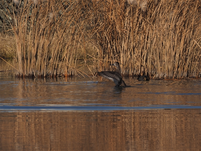 NrLN,Ling-necked Duck